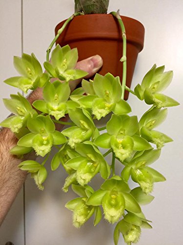MSU - Fertilizante para orquídeas 13-3-15 (Greencare) Ósmosis inversa, lluvia, fórmula de agua del grifo. 1 libra, cuchara incluida