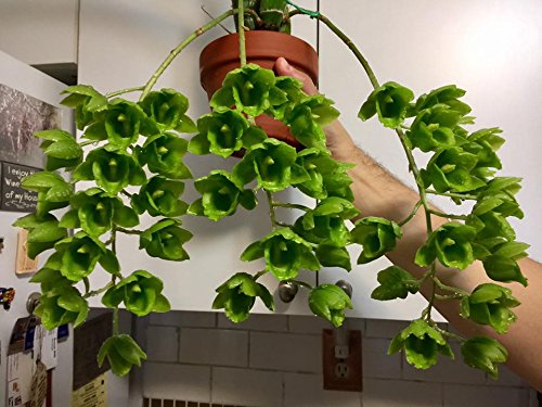 MSU - Fertilizante para orquídeas 13-3-15 (Greencare) Ósmosis inversa, lluvia, fórmula de agua del grifo. 1 libra, cuchara incluida