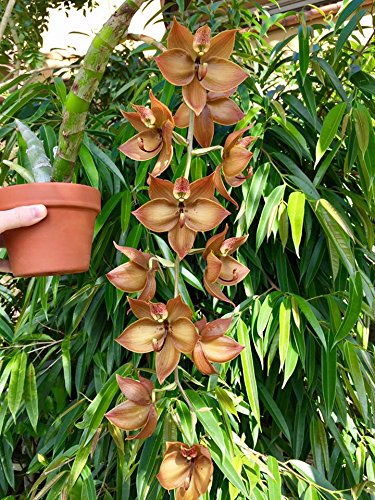 MSU - Fertilizante para orquídeas 13-3-15 (Greencare) Ósmosis inversa, lluvia, fórmula de agua del grifo. 1 libra, cuchara incluida