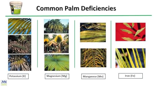 Fertilizante de palmera Power Strike (4 libras) con cuchara de medición gratuita. Fortificado con hierro (Fe). Formulado para abordar las deficiencias comunes de la palma. Incluye micronutrientes 93330