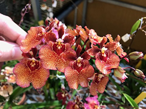 MSU - Fertilizante para orquídeas 13-3-15 (Greencare) Ósmosis inversa, lluvia, fórmula de agua del grifo. 1 libra, cuchara incluida
