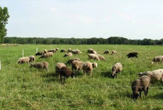 PW5000XD Energizador de cercas Power Wizard Dual-Power / 2 años de garantía del fabricante