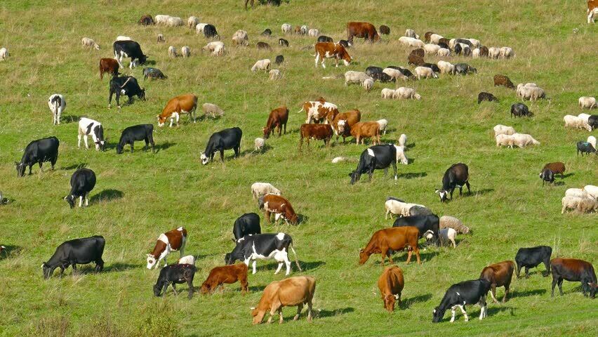 Energizador de cercas Power Wizard PW2000 AGRATRONIX