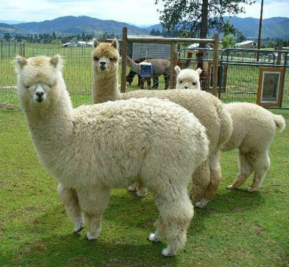 Energizador de cercas Power Wizard PW2000 AGRATRONIX