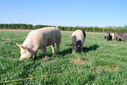 Energizador de cercas Power Wizard PW2000 AGRATRONIX